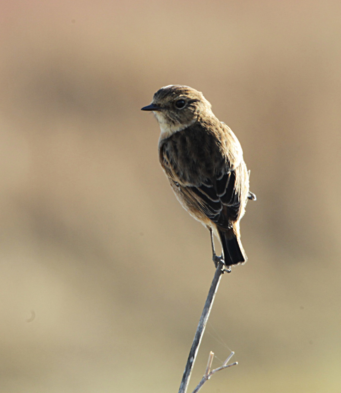 Bitxac comú femella (Saxicola torquata)