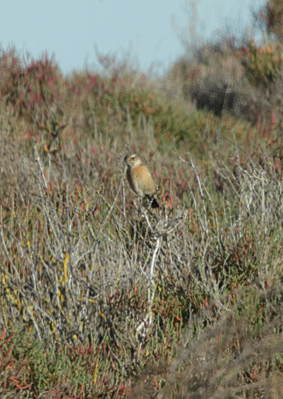 Bitxac comú femella (Saxicola torquata)