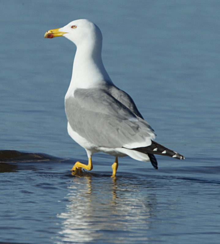 Gavià argentat (Larus michahellis)