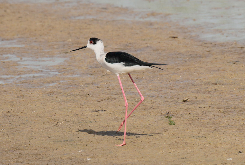 Cames llargues (Himantopus himantopus)