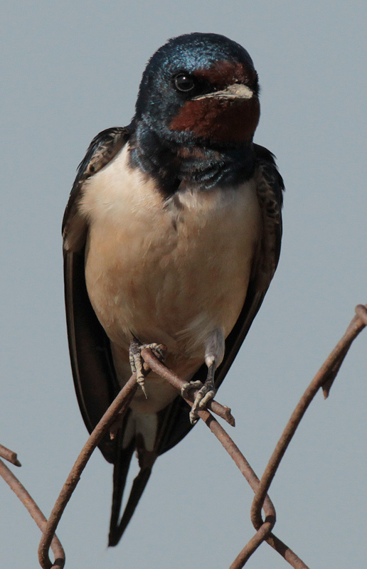 Oreneta vulgar (Hirundo rustica)