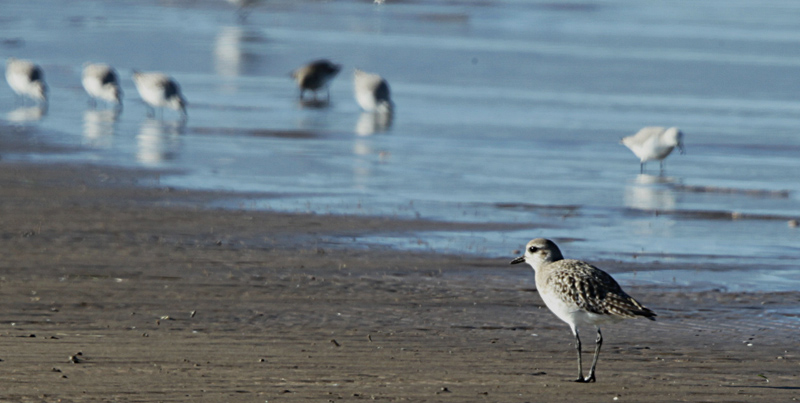 Territ tresdits  (Calidris alba)