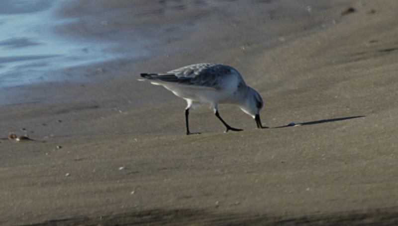 Territ tresdits  (Calidris alba) S