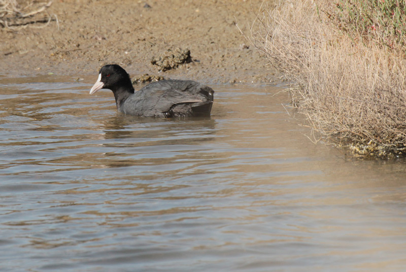 Fotja vulgar (Fulica atra)