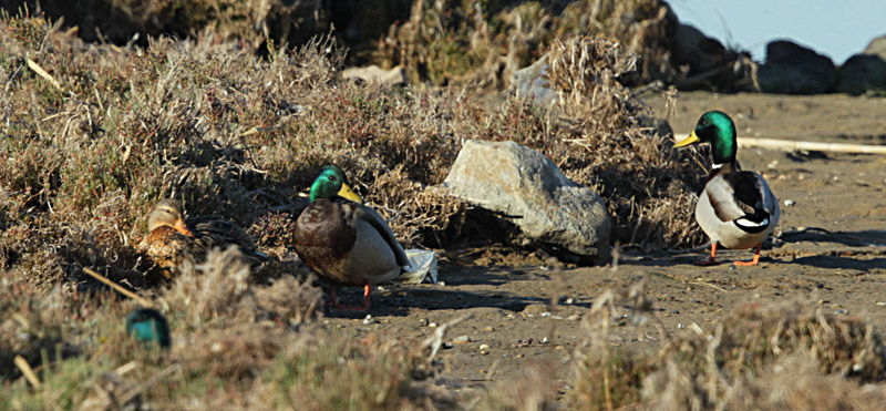 Ànec collverd (Anas platyrhynchos)