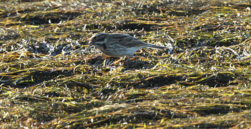 Repicatalons (Emberiza schoeniclus)