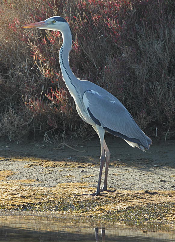 Bernat pescaire  (Ardea cinerea)