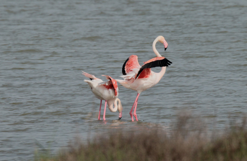 Flamenc rosat (Phoenicopterus roseus) Phoenicopteridae