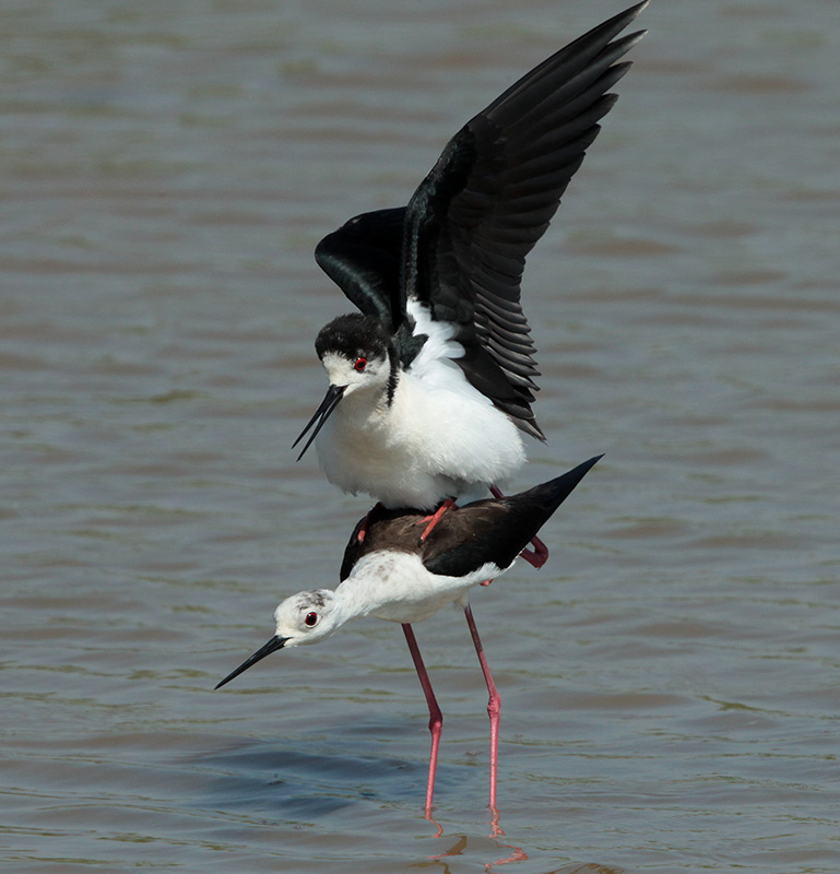 Cames llargues (Himantopus himantopus)