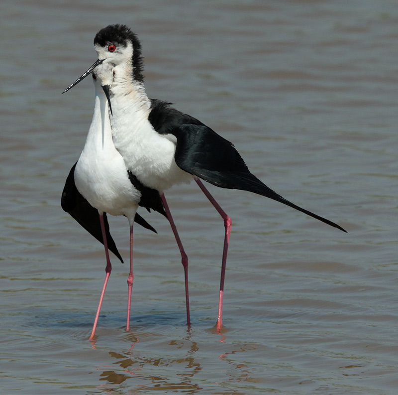 Cames llargues (Himantopus himantopus)