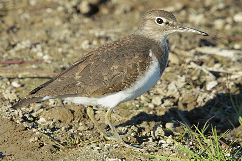 Xivitona vulgar (Actitis hypoleucos)