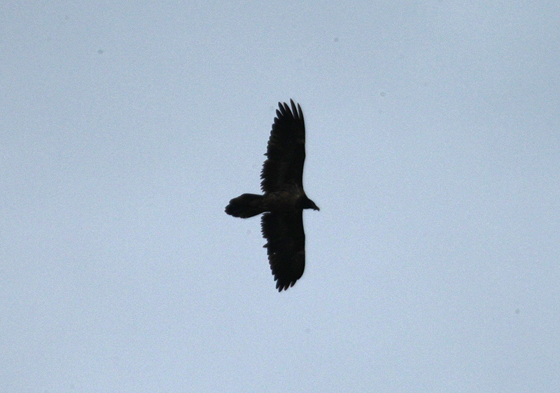 Trencalòs (Gypaetus barbatus) Accipitridae.