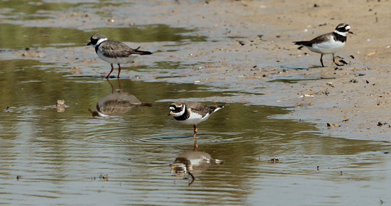 Corriol gros (Charadrius hiaticula)