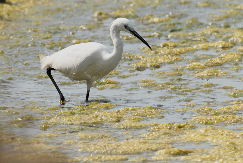 Martinet blanc (Egretta garzetta) Ardeidae