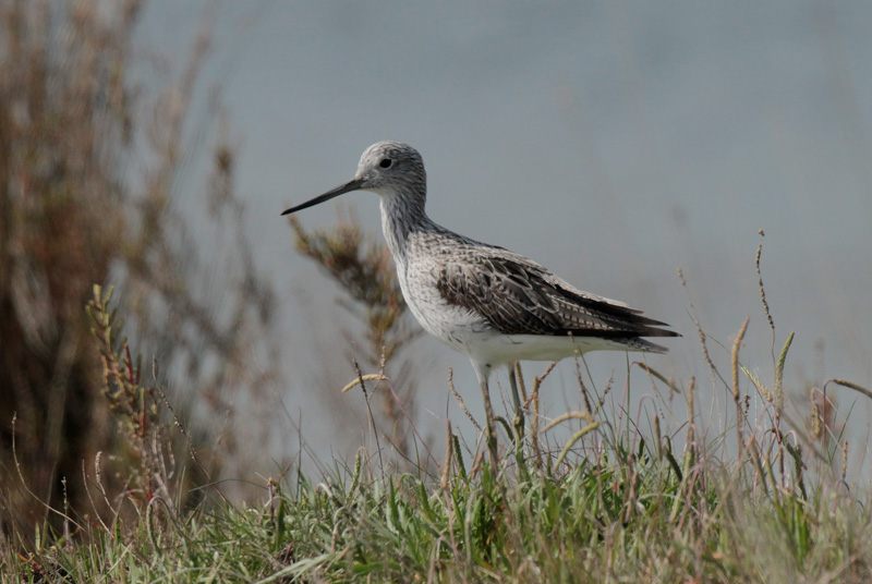 Gamba verda (Tringa nebularia)