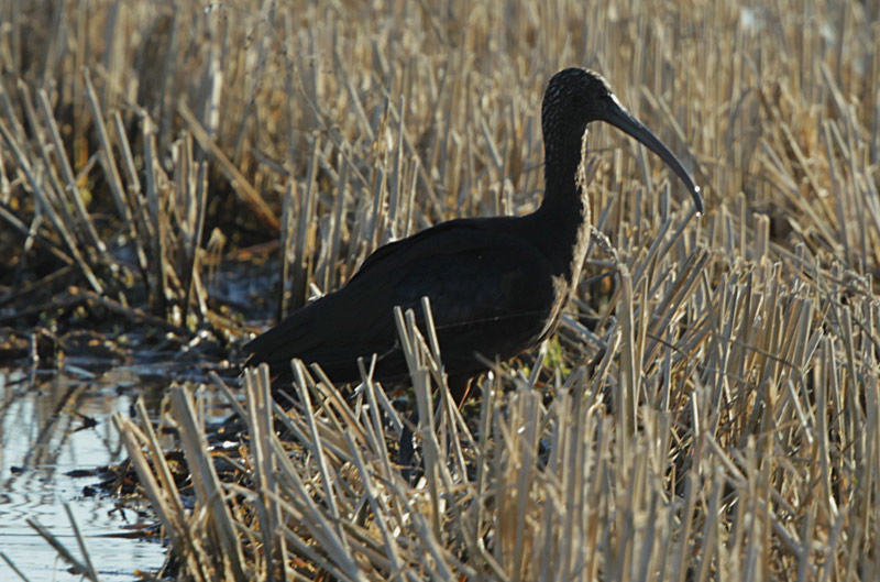 Capó reial (Plegadis falcinellus) Threskiornithidae