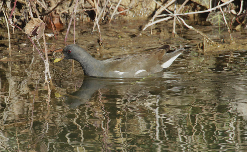 Polla d'aigua.