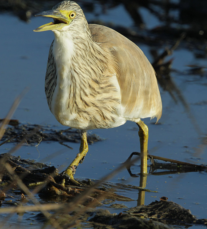 Martinet Ros (Ardeola ralloides)