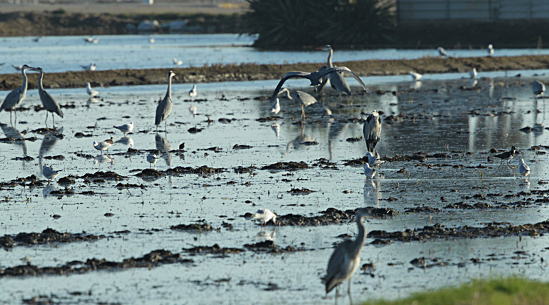 Bernat pescaire  (Ardea cinerea)