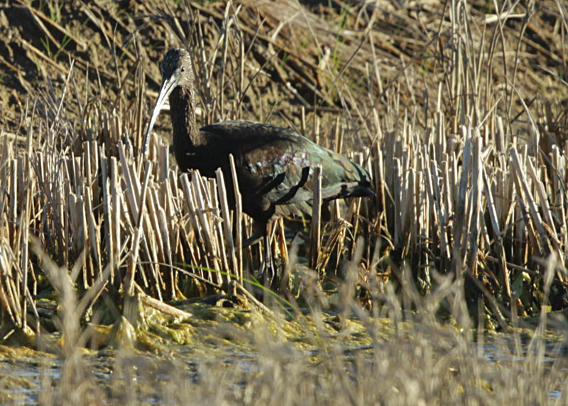 Capó reial (Plegadis falcinellus) Threskiornithidae