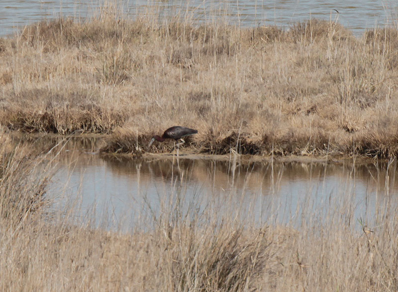 Capó reial (Plegadis falcinellus)