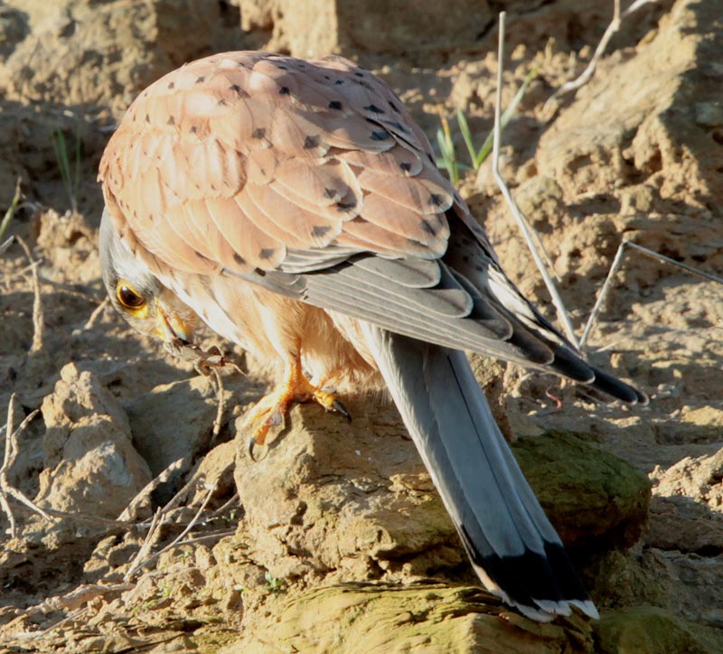 Xoriguer comú (Falco tinnunculus)