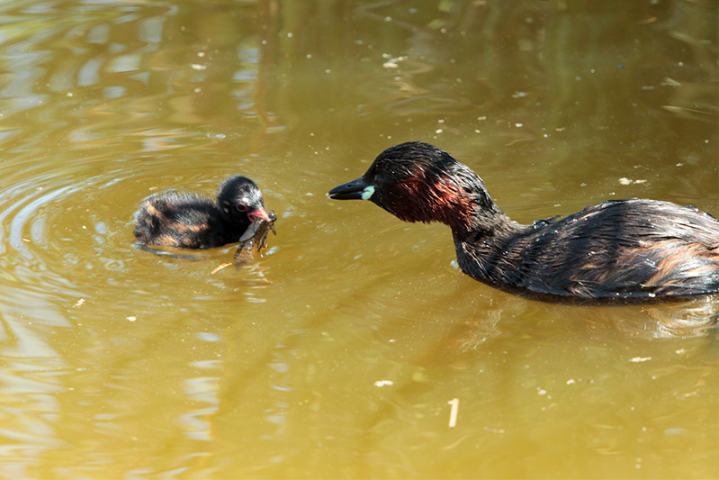 Cabusset  i Pollet (Tachybaptus ruficollis)