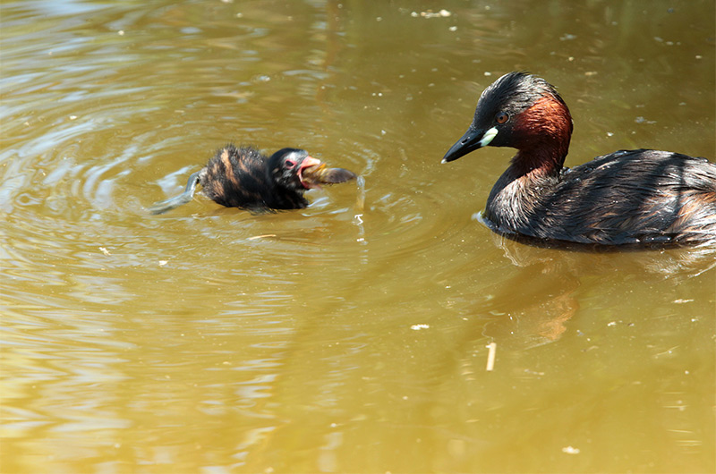 Cabusset  i Pollet (Tachybaptus ruficollis)