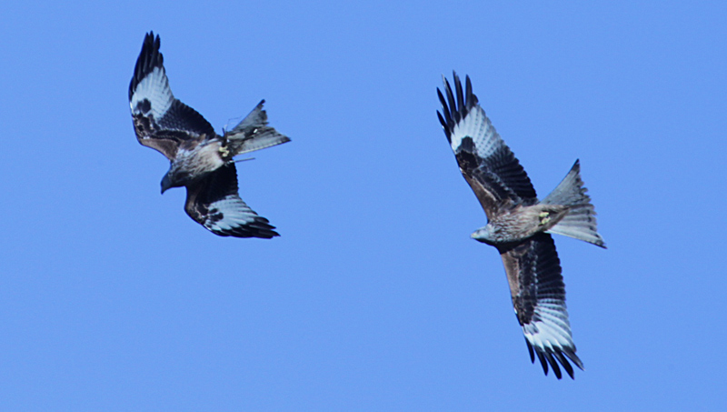 Milà reial (Milvus milvus)