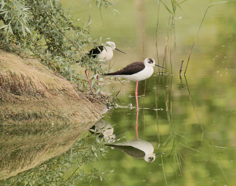 Cames llargues (Himantopus himantopus)