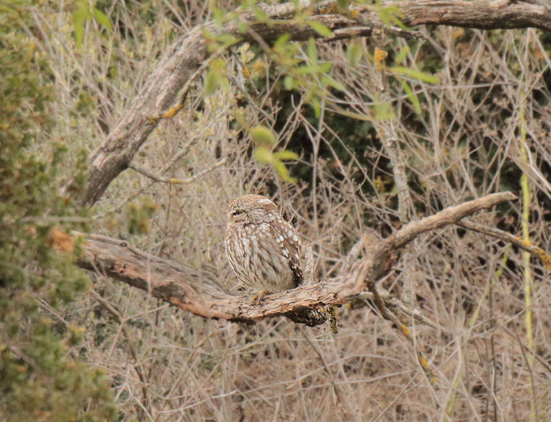 Mussol comú (Athene noctua)