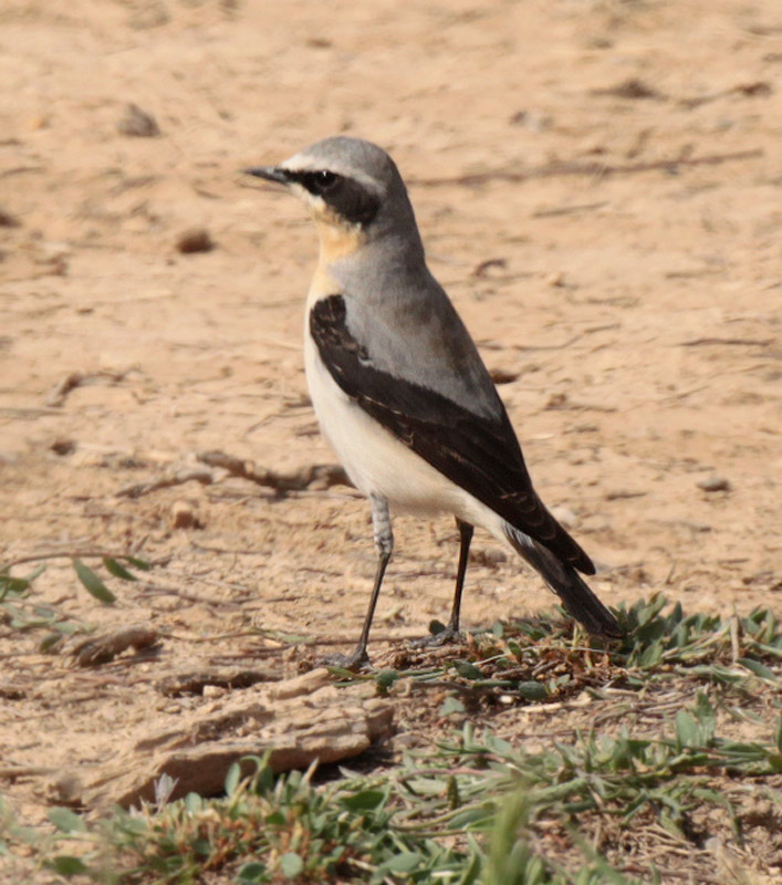 Còlit gris (Oenanthe oenanthe)