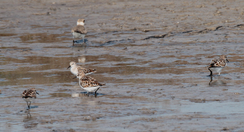 Territ menut o terretitona (Calidris minuta)