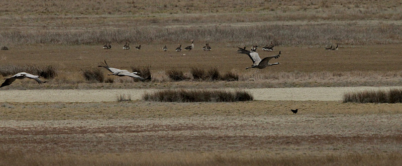 Grua (Grus grus) Gruidae