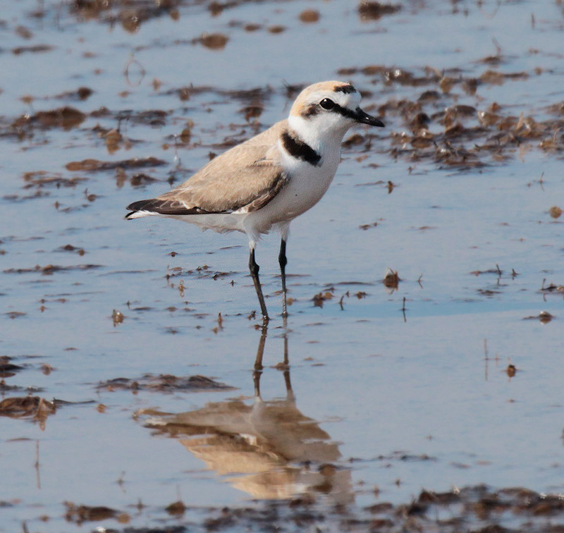 Corriol camanegre (Charadrius alexandrinus)