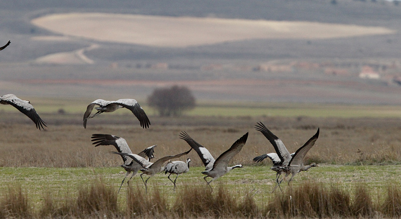 Grua (Grus grus)