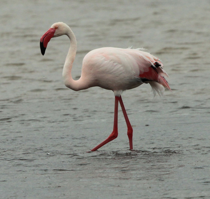 Flamenc rosat.