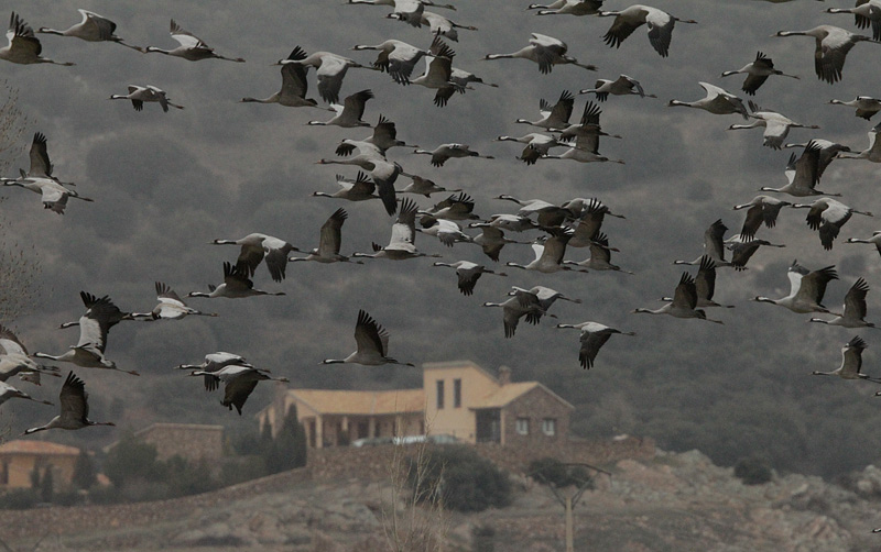 Grua (Grus grus) Gruidae
