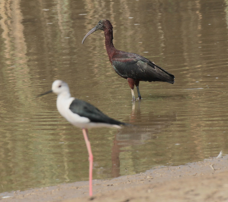 Capó reial  Threskiornithidae