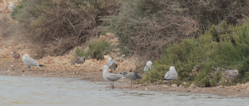 Pollets de gavina corsa