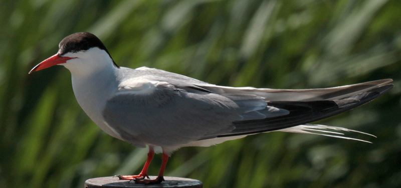 Xatrac comú (Sterna hirundo)