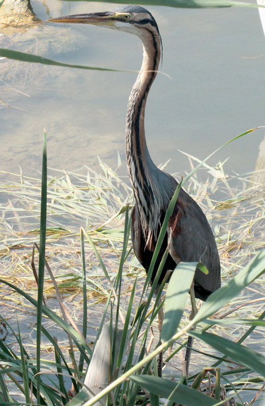 Agró roig (Ardea purpurea)