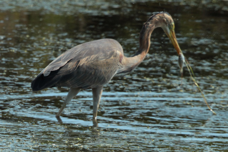 Agró roig (Ardea purpurea) Ardeidae.