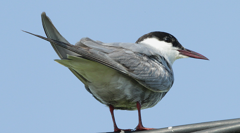 Fumarell carablanc.