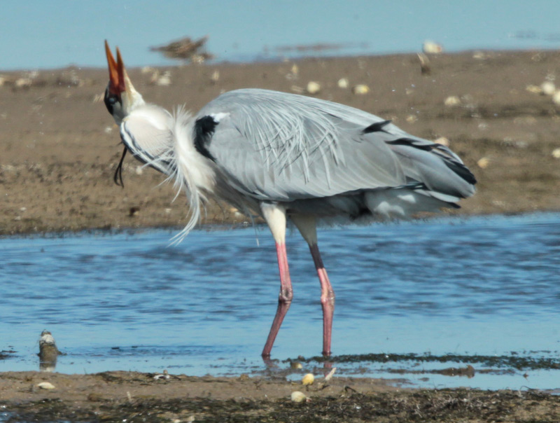 Bernat pescaire.