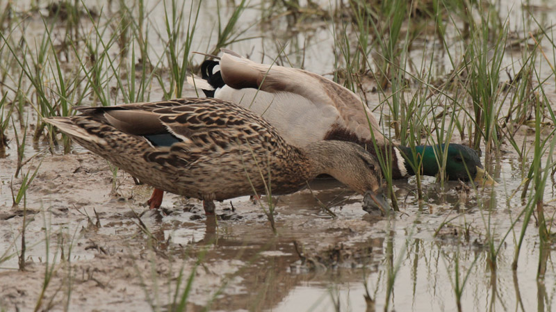 Ànec collverd (Anas platyrhynchos)