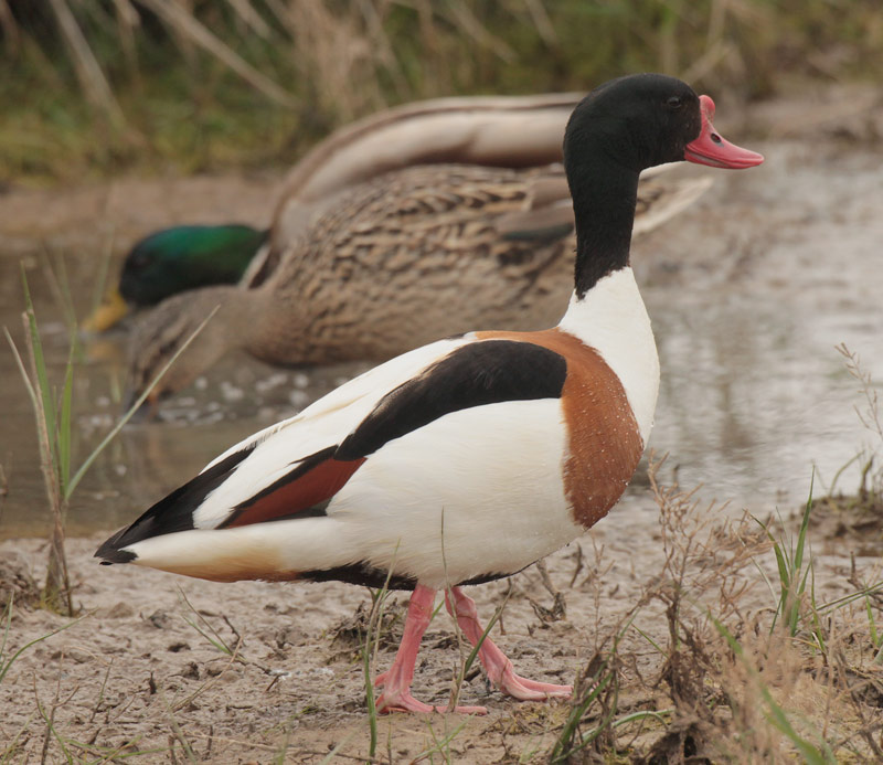 Mascle d'ànec blanc (Tadorna tadorna)