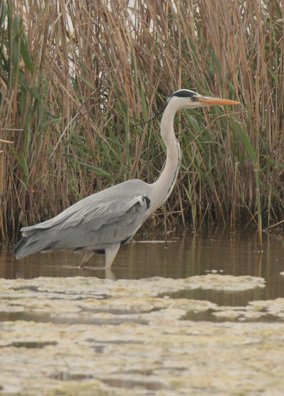 Bernat pescaire (Ardea cinerea)