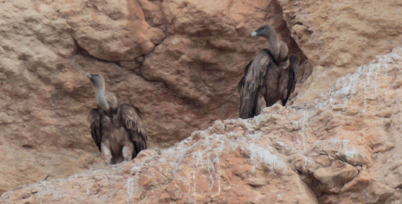 Voltor comú (Gyps fulvus)