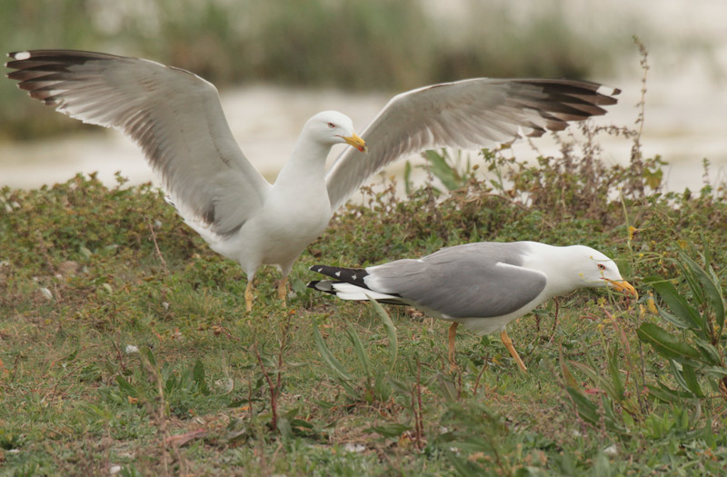 Gavià argentat (Larus michahellis)